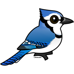 Birdorable Blue Jay