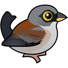 Yellow-eyed Junco