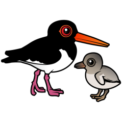 Pied Oystercatcher with chick
