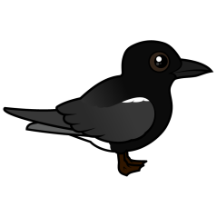 Black Tern