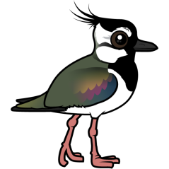 Northern Lapwing