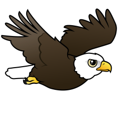 Bald Eagle in Flight