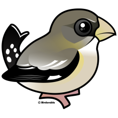 Evening Grosbeak female