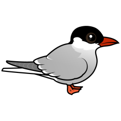 Arctic Tern