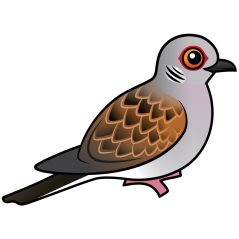 European Turtle Dove