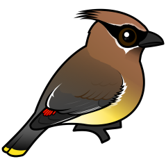 Cedar Waxwing