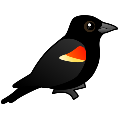 Perched Red-winged Blackbird