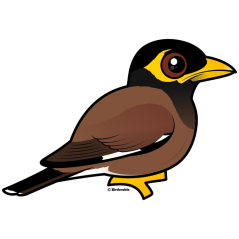 Common Myna
