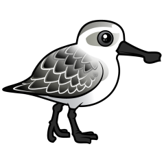 Spoon-billed Sandpiper non-breeding