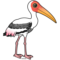 Painted Stork