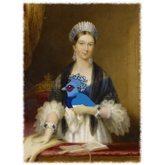 Queen Victoria Crowned Pigeon