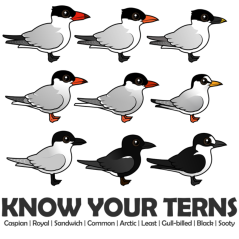 Know Your Terns