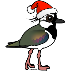 Santa Northern Lapwing
