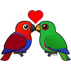 Eclectus Parrots in Love