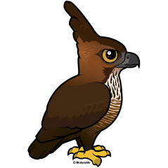 Adult Javan Hawk-Eagle