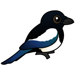 Eurasian Magpie