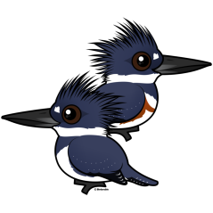 Belted Kingfisher Pair