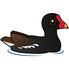 Common Gallinule