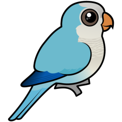 Blue Quaker Parrot