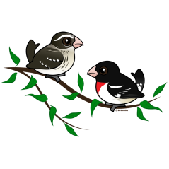 Rose-breasted Grosbeak Couple