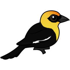 Yellow-headed Blackbird