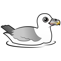 Northern Fulmar (light morph)