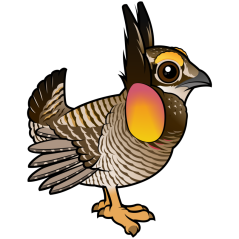 Cute Greater Prairie-Chicken