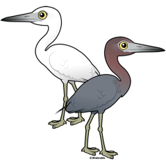 Little Blue Heron