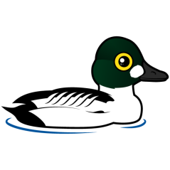 Common Goldeneye