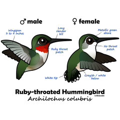 Ruby-throated Hummer Stats