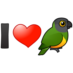 I Love Senegal Parrots