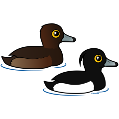 Tufted Duck Pair