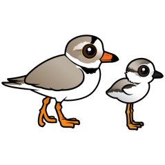 Piping Plover with chick