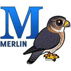 M is for Merlin