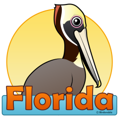 Florida Brown Pelican