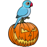 Blue Indian Ringneck Halloween