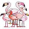 Flamboyance