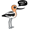Avocet Asks: What's Up?
