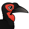 Toucans & Hornbills