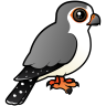 African Pygmy Falcon