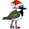 Santa Northern Lapwing