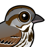 Sparrows