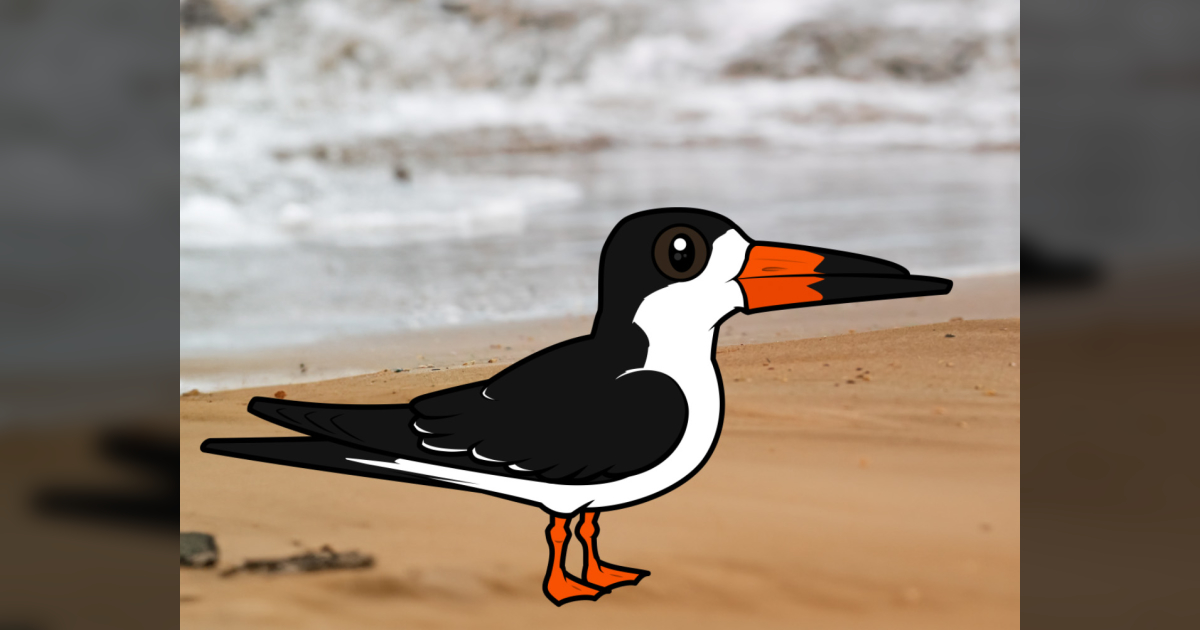 10 Facts About Black Skimmers Mastering the Water's Surface