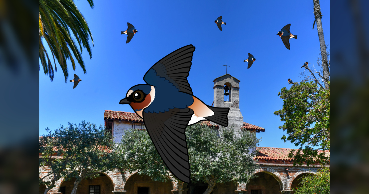 Tradition & Nature Intertwine Swallows' Return to Capistrano