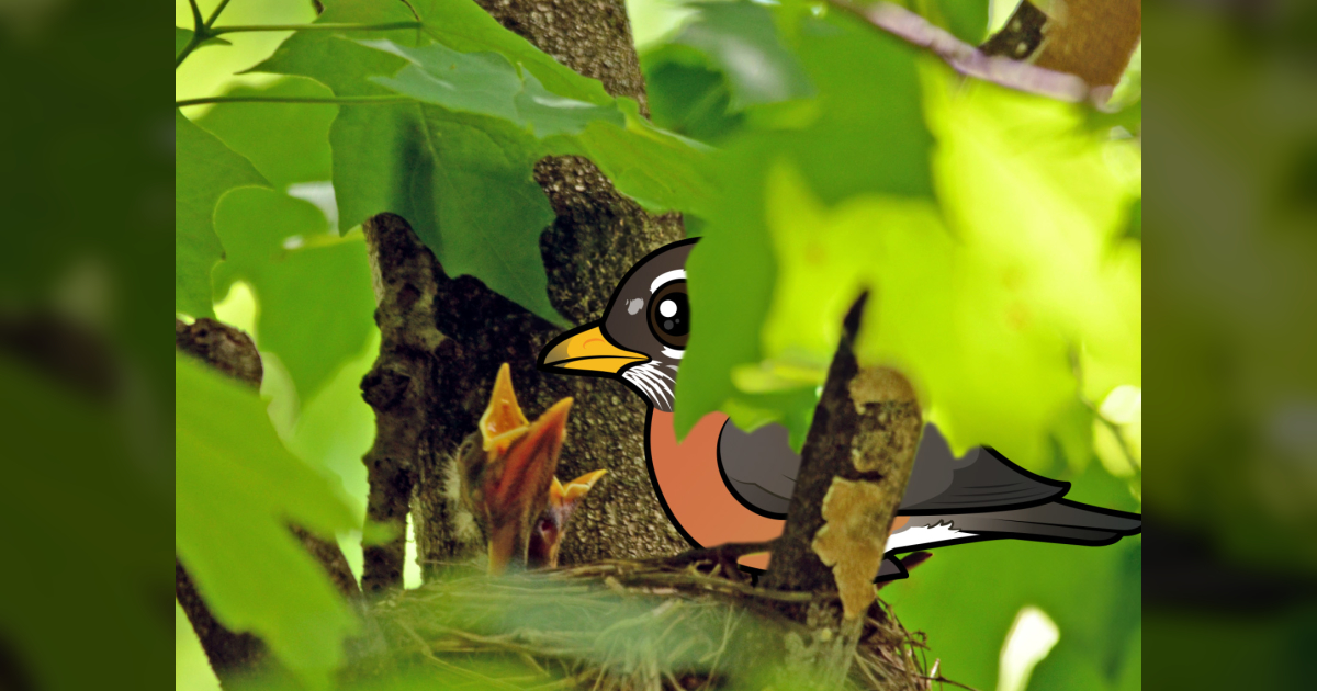 Bird Myth Touching Baby Birds and Parental Abandonment