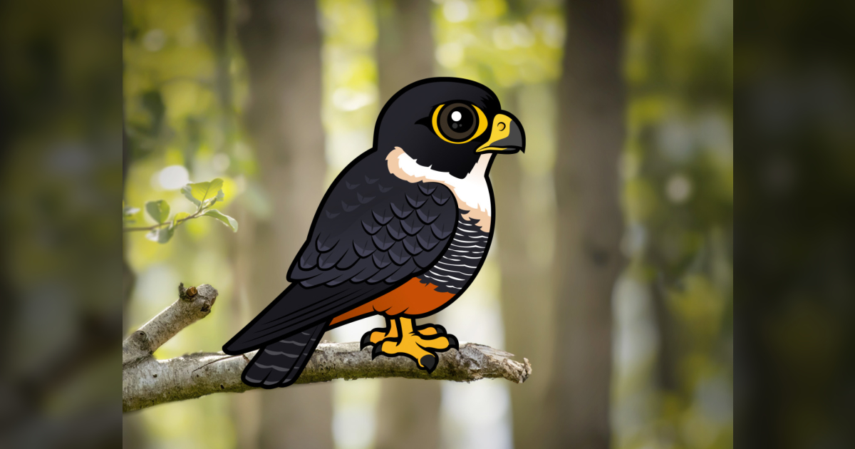 Bat Falcon: A Small Raptor with Big Talents | New Birdorable