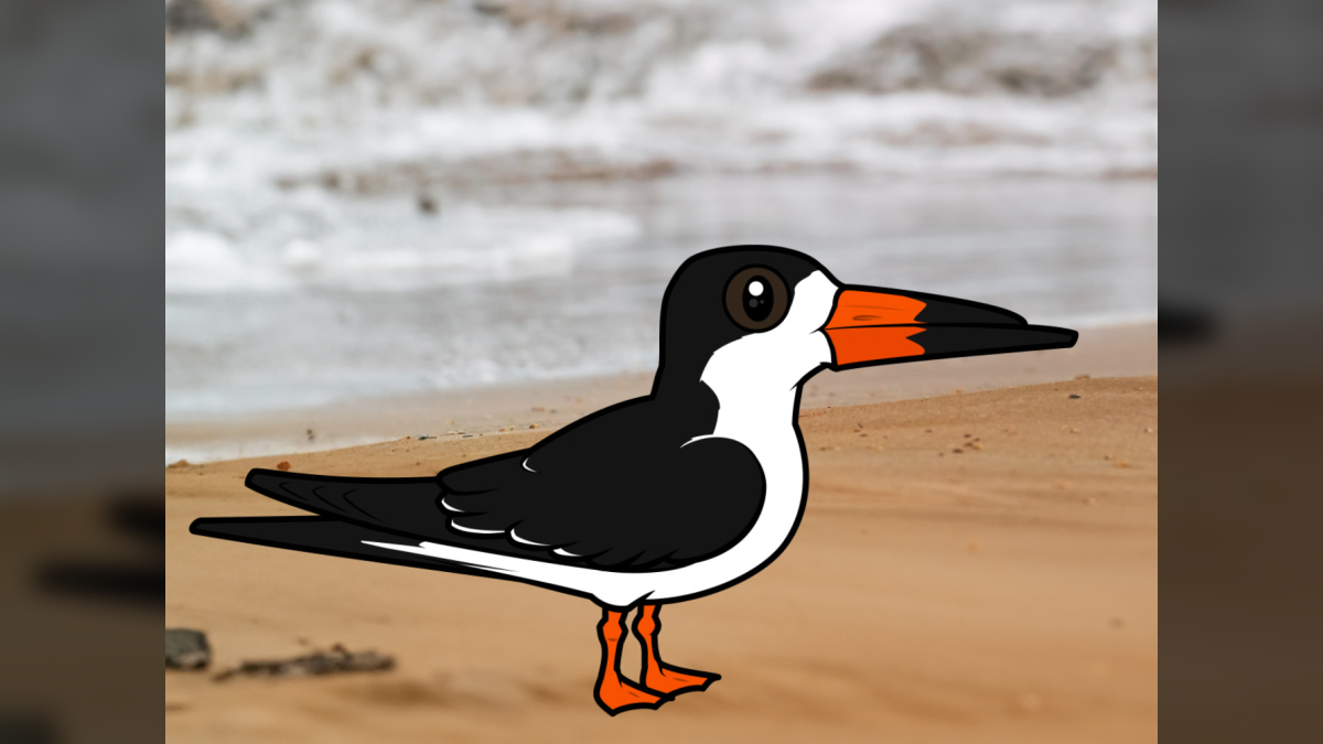 10 Facts About Black Skimmers Mastering the Water's Surface