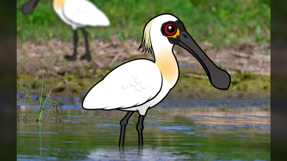 Meet the Black-faced Spoonbill: A Unique and Endangered Bird