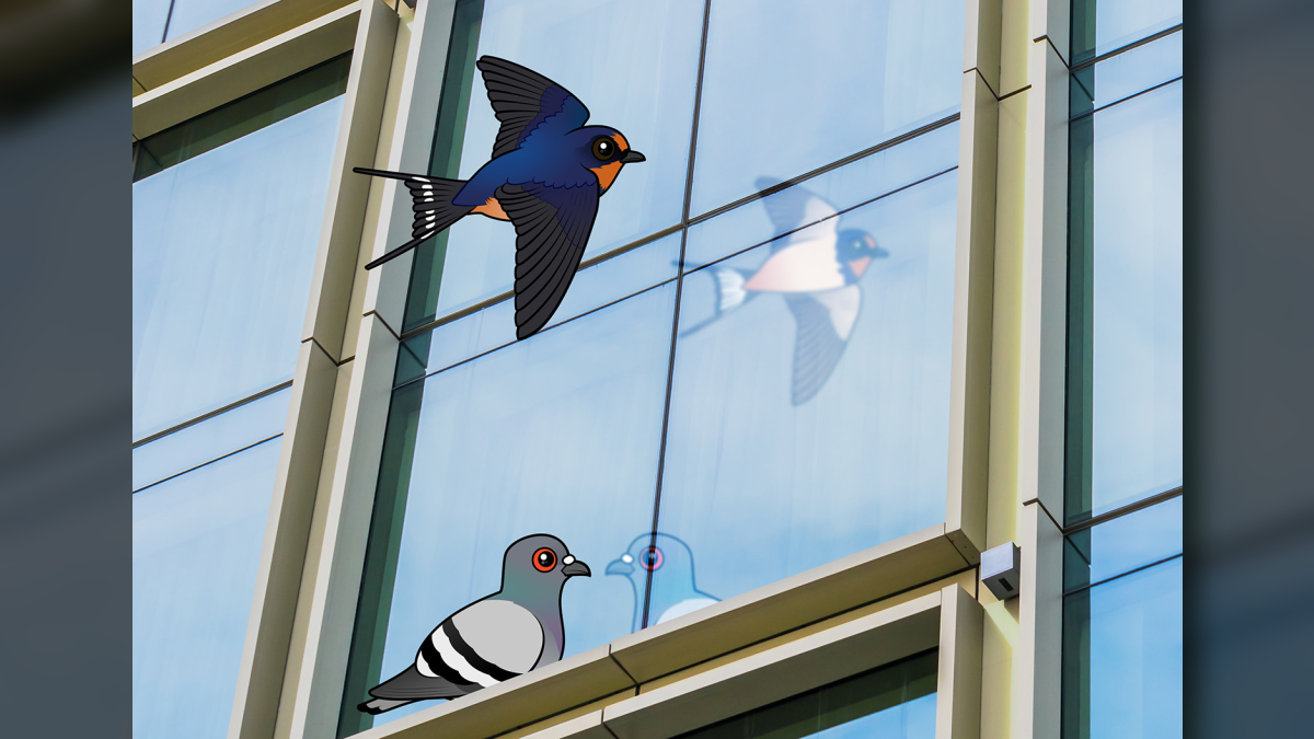Designing with Birds in Mind: Solutions for Safer Glass Structures