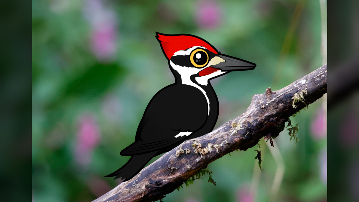 Interesting Facts About Pileated Woodpeckers | Birdorable Blog